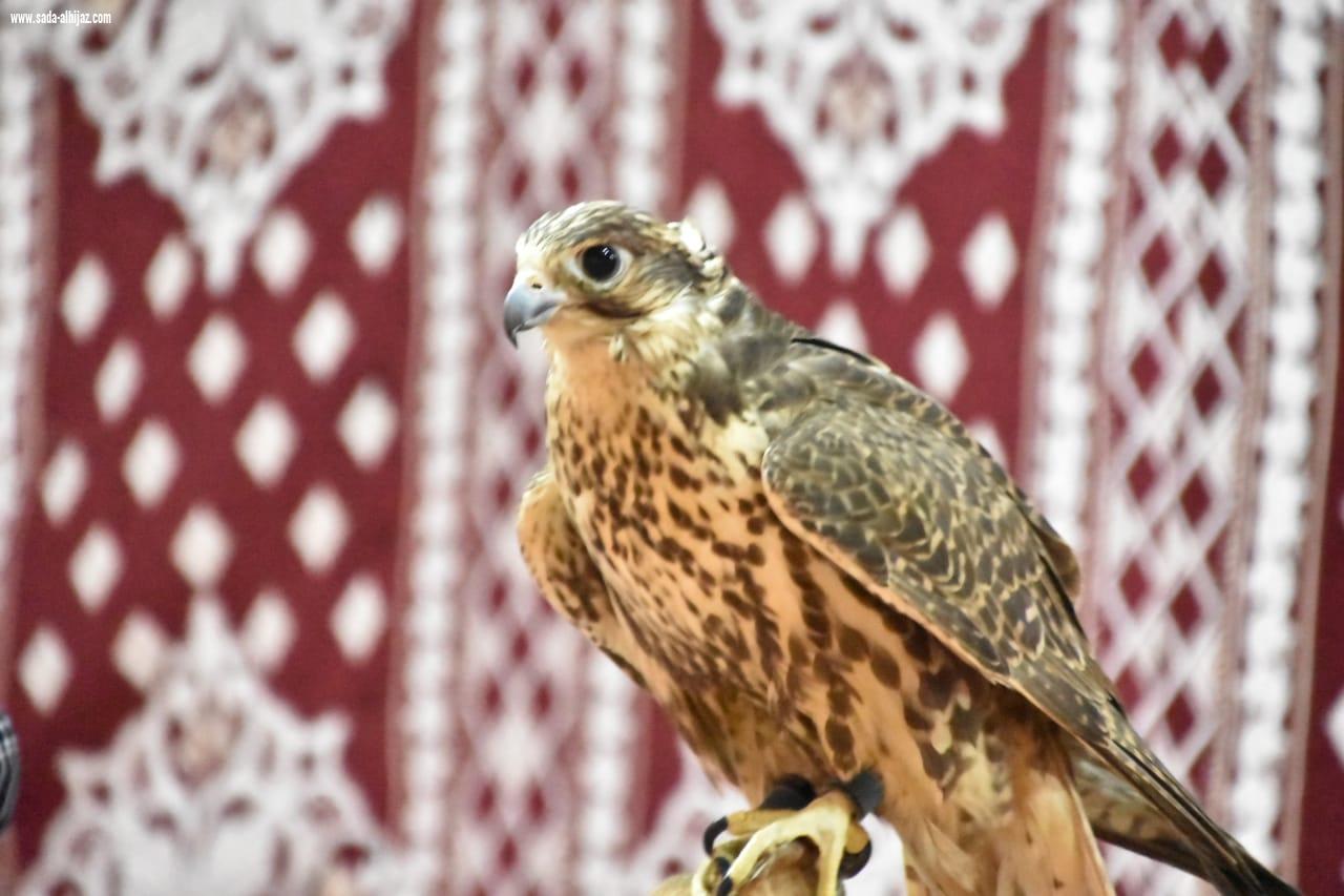 شهد إقبالا كبيرا خلال  يومه الثاني الزوار يتعرفون على أنواع الصقور بصامطة ويلتقطون الصور التذكارية
