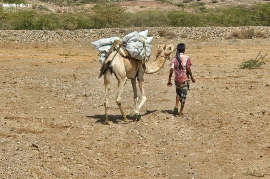 مركز الملك سلمان للإغاثة يوزع سلال غذائية في منطقة هاملي بالساحل الغربي لليمن