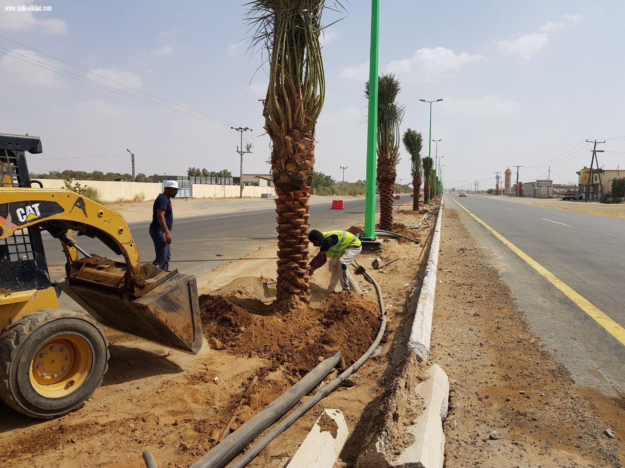 بلدية المسارحة تزرع أكثر من 700 نخلة في الشوارع الرئيسية.. والعمل مستمر..*