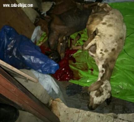 مداهمة مسلخ عشوائي داخل منزل شعبي بمكة 