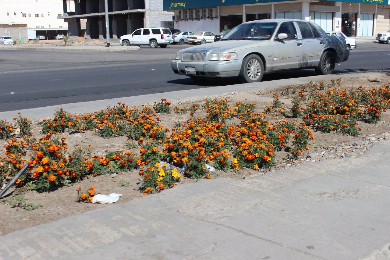 شوارع المدينة المنورة تلبس حلتها الجديدة