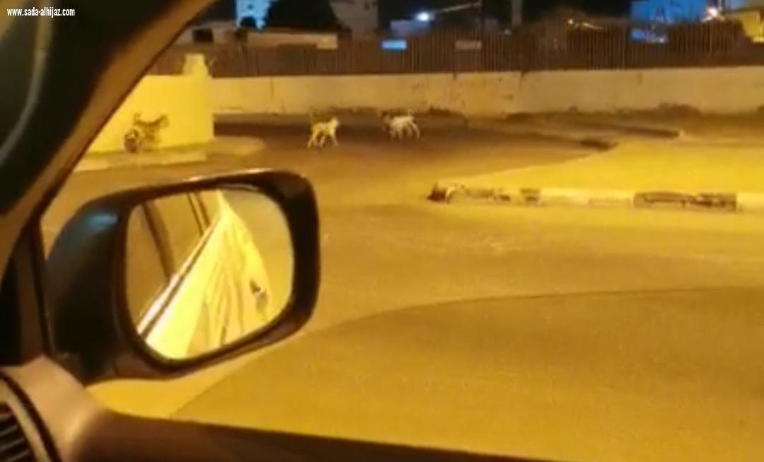 الكلاب الضالة تهدد حياة أطفال الطوال والأهالي أين دور البلدي