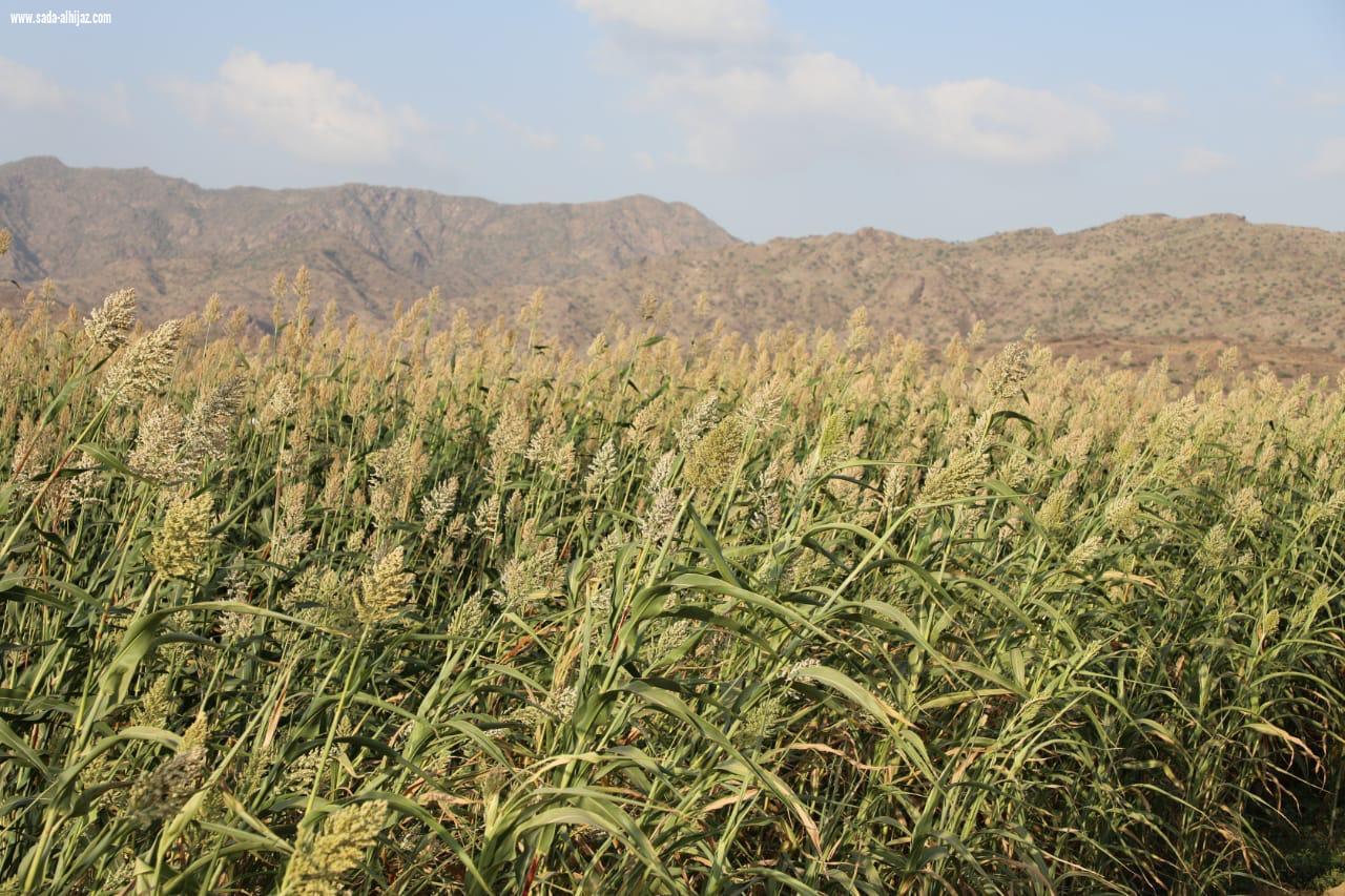 اجتماعي الجعدية يطلق مهرجان سنابل الخير 3 للخضير على ضفاف وادي الخمس