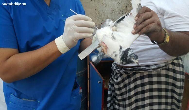 أمانة جدة تنفذ جولات مشتركةلمكافحة انفلونزا  الطيور 