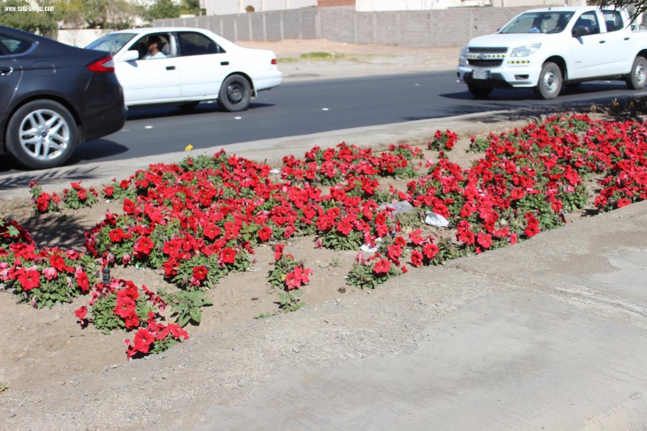 شوارع المدينة المنورة تلبس حلتها الجديدة