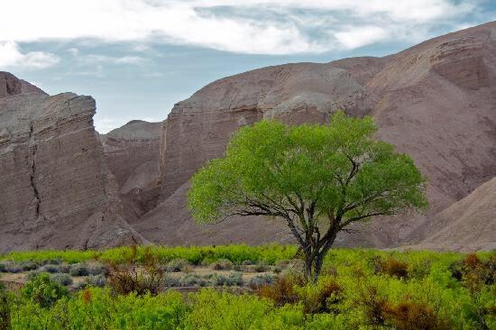 رابطة ومبادرة سدر التطوعية..