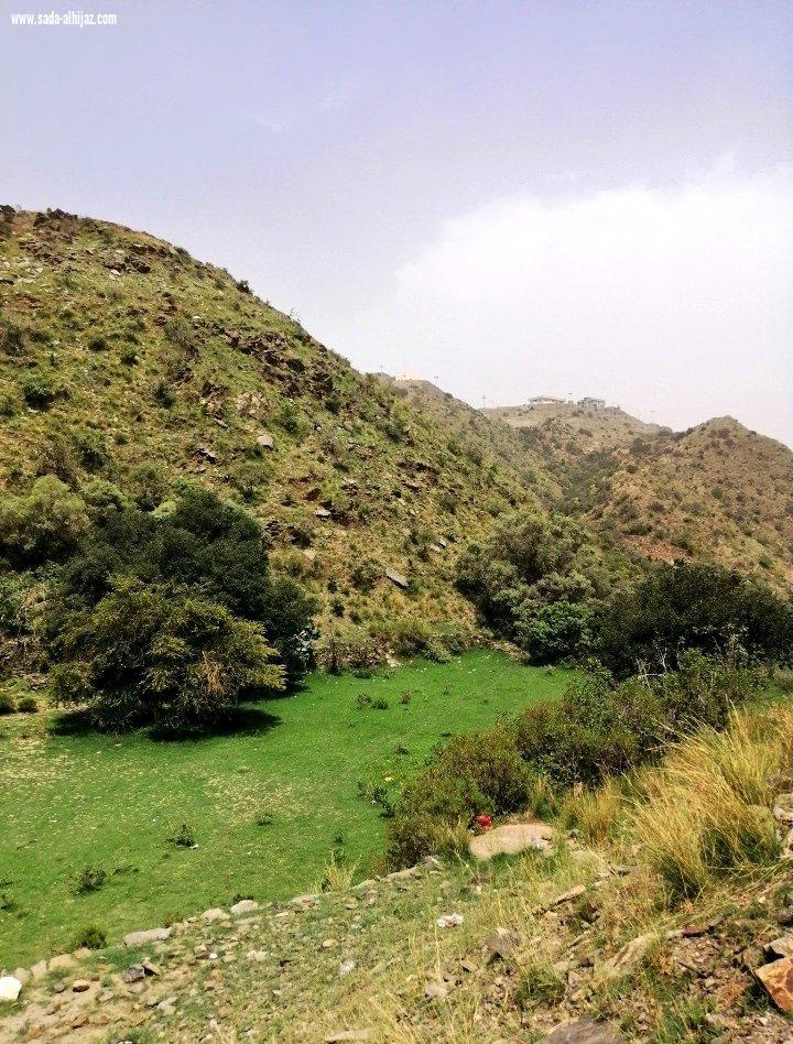حرئق هائل يجتاح غابات جبل عمد بمركز ثقيف 
