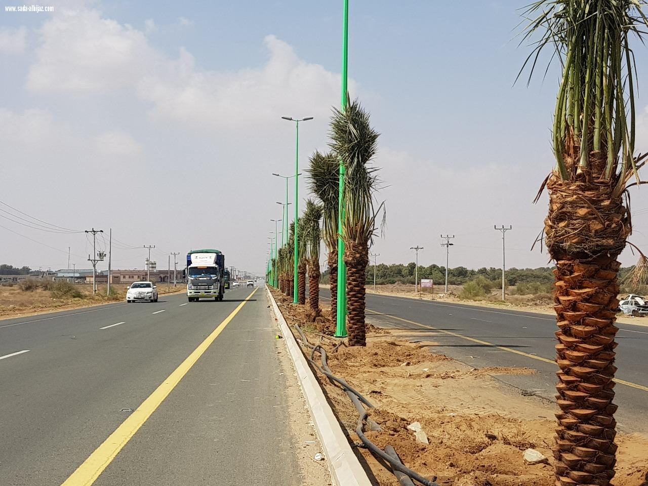 بلدية المسارحة تزرع أكثر من 700 نخلة في الشوارع الرئيسية.. والعمل مستمر..*