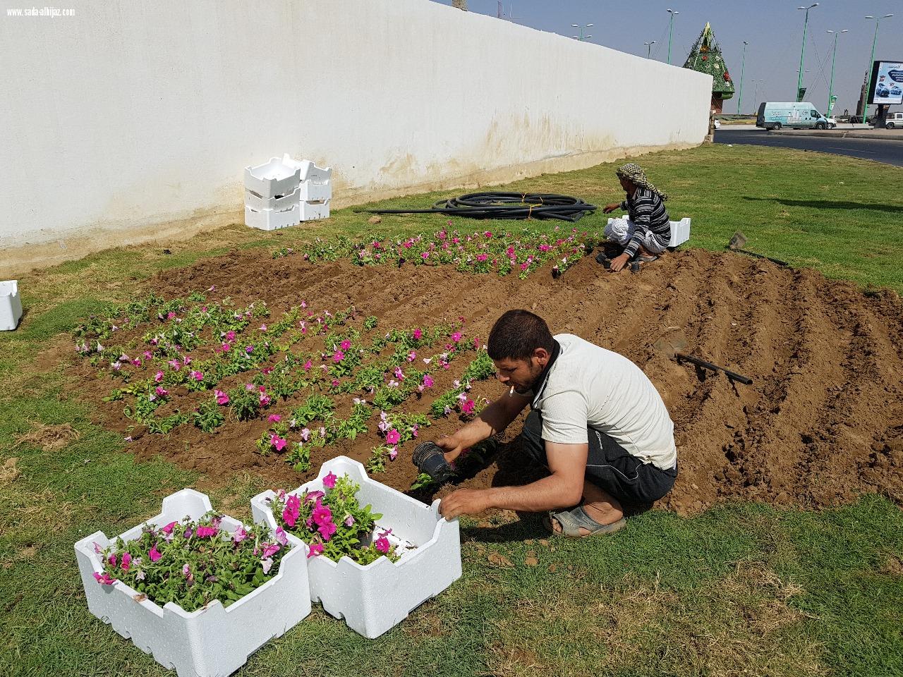 بلدية المسارحة تزرع أكثر من 700 نخلة في الشوارع الرئيسية.. والعمل مستمر..*