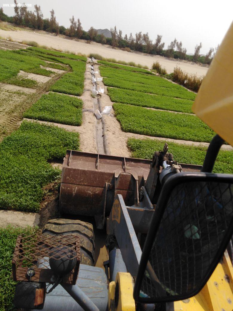 أمانة العاصمة المقدسة تزيل مزرعة تستخدم مياة غير صحية في السقايا واحمد صغير في جولة في طريق الليث 