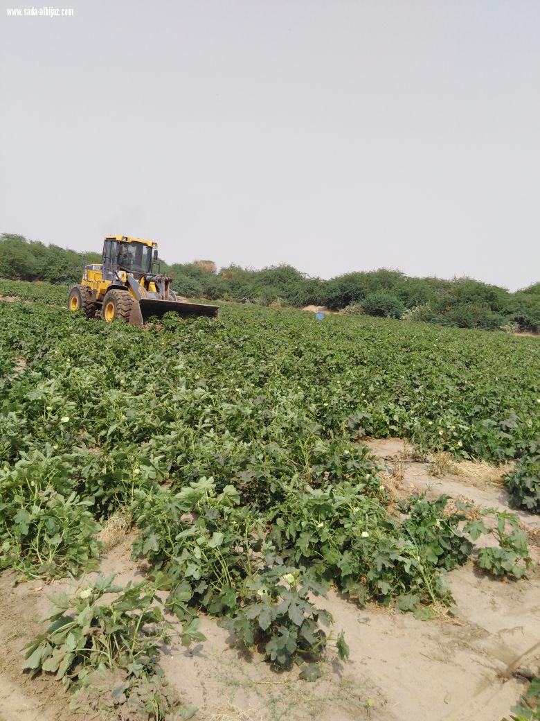 أمانة العاصمة المقدسة تزيل مزرعة تستخدم مياة غير صحية في السقايا واحمد صغير في جولة في طريق الليث 