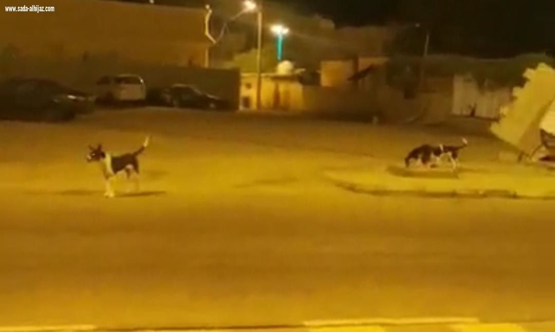 الكلاب الضالة تهدد حياة أطفال الطوال والأهالي أين دور البلدي