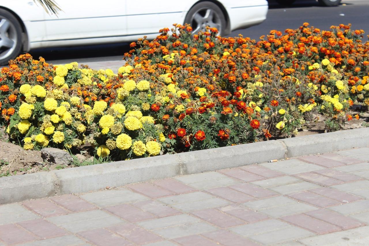 شوارع المدينة المنورة تلبس حلتها الجديدة