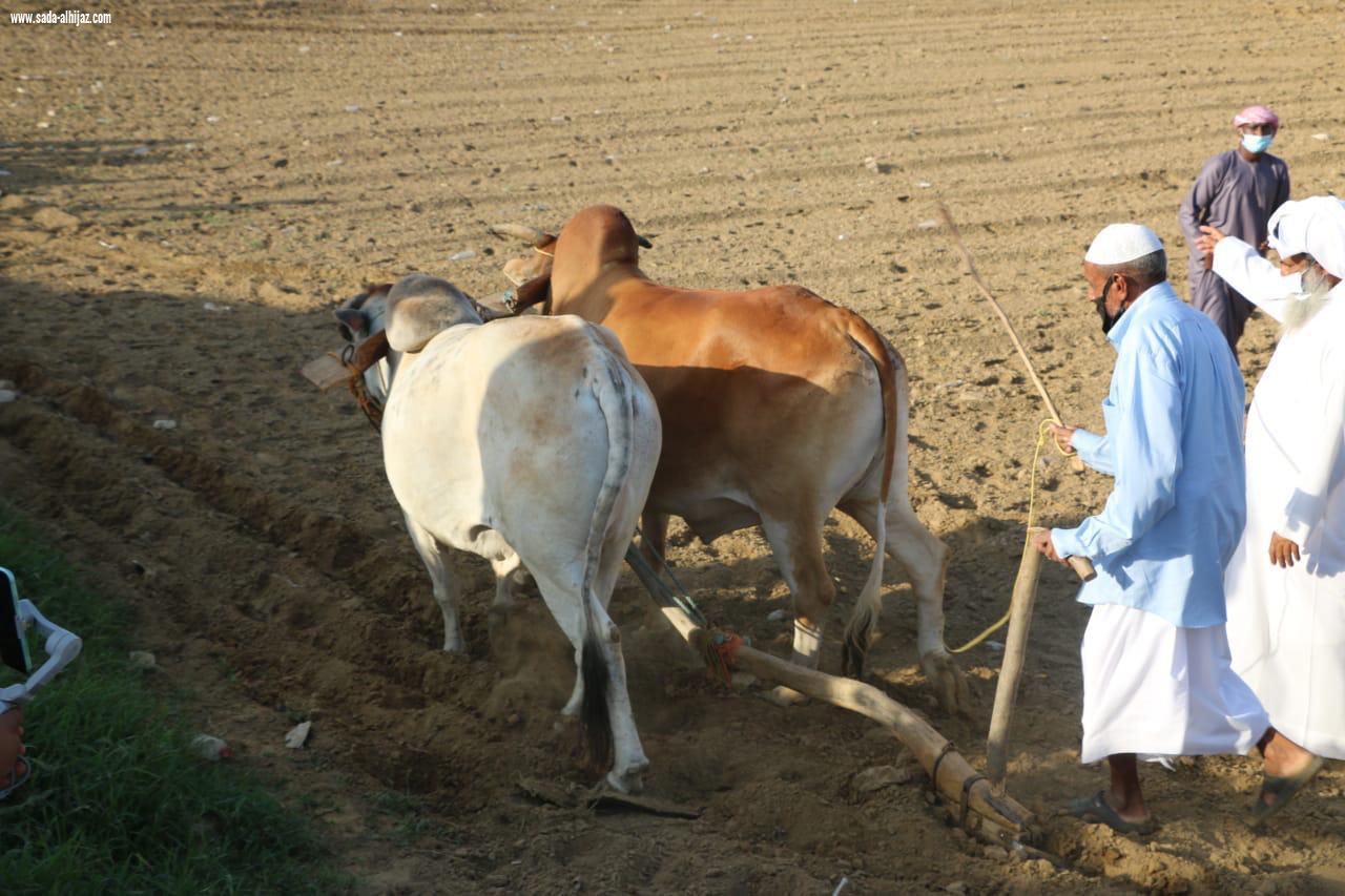 اجتماعي الجعدية يطلق مهرجان سنابل الخير 3 للخضير على ضفاف وادي الخمس