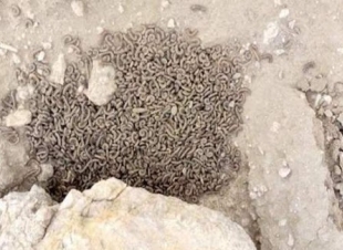 أمانة نجران ترد على فيديو ظهور الديدان في المنطقة بعد هطول الأمطار