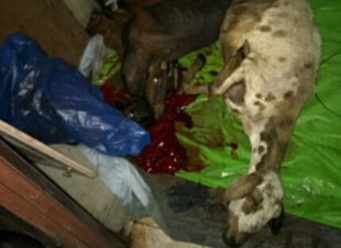 مداهمة مسلخ عشوائي داخل منزل شعبي بمكة 