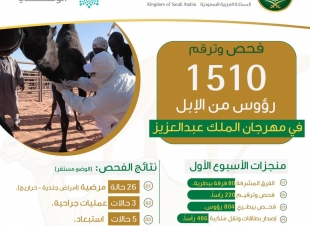 البيئة تفحص وترقم 1500 رأس من الإبل خلال الأسبوع الأول في مهرجان الملك عبدالعزيز