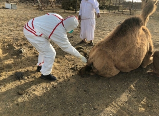 بالصور..فرقة بيطرية تابعة لفرع وزارة البيئة بالمدينة المنورة تستجيب لبلاغ مواطن بنفوق مفاجيء للإبل  