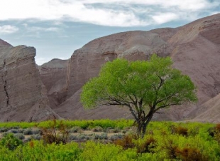 رابطة ومبادرة سدر التطوعية..