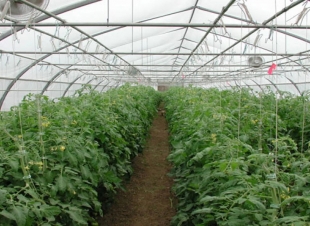 اعتماد قروض زراعية وتسهيلات ائتمانية بقيمة تجاوزت 337 مليون ريال