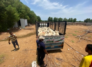 جمعية جازان توزع 250 اضحية يستفيد منها أكثر من 1900 يتيماً ويتيمة وأرملة 