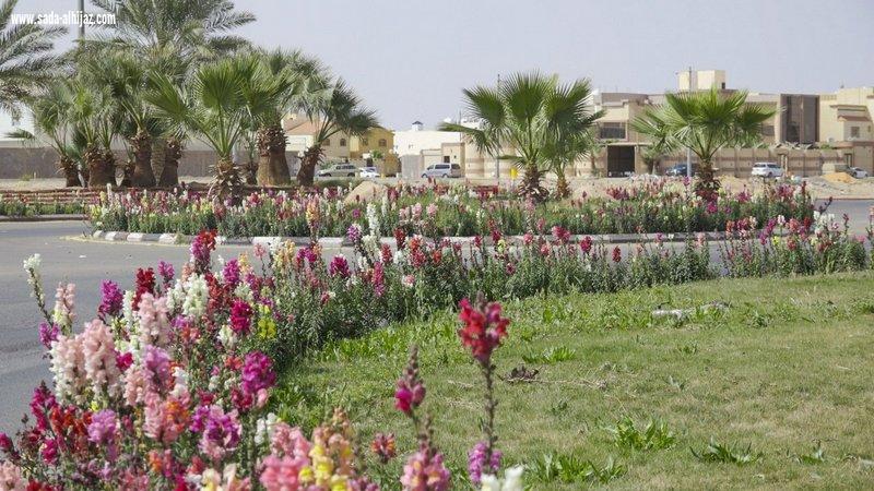 أمانة حائل تزرع مليون زهرة بالميادين وأمينها نؤمن بأهمية الرقعة الخضراء