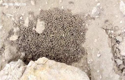 أمانة نجران ترد على فيديو ظهور الديدان في المنطقة بعد هطول الأمطار