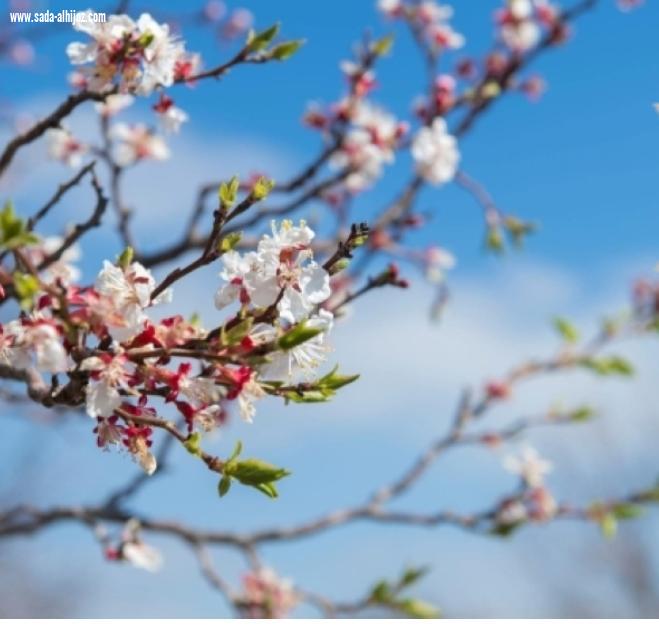 المشمش الطائفي يكتسي بالبياض في مرحلة الفضيض