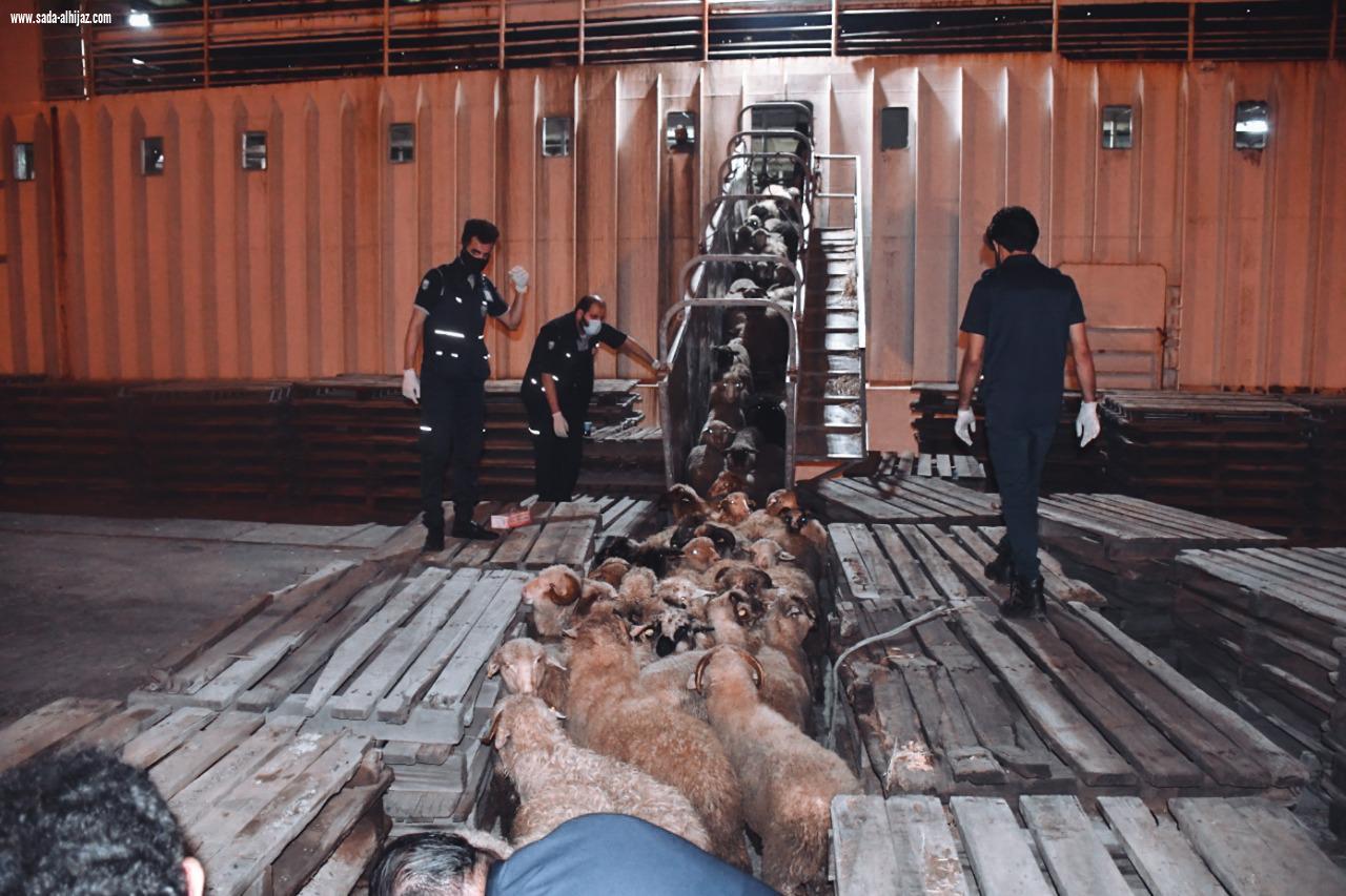 ميناء جازان يستقبل شحنة أنعام من رومانيا