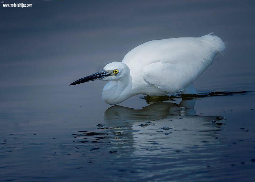 بحيرة الأصفر  بالأحساء.. محمية طبيعية تأوي الطيور المهاجرة