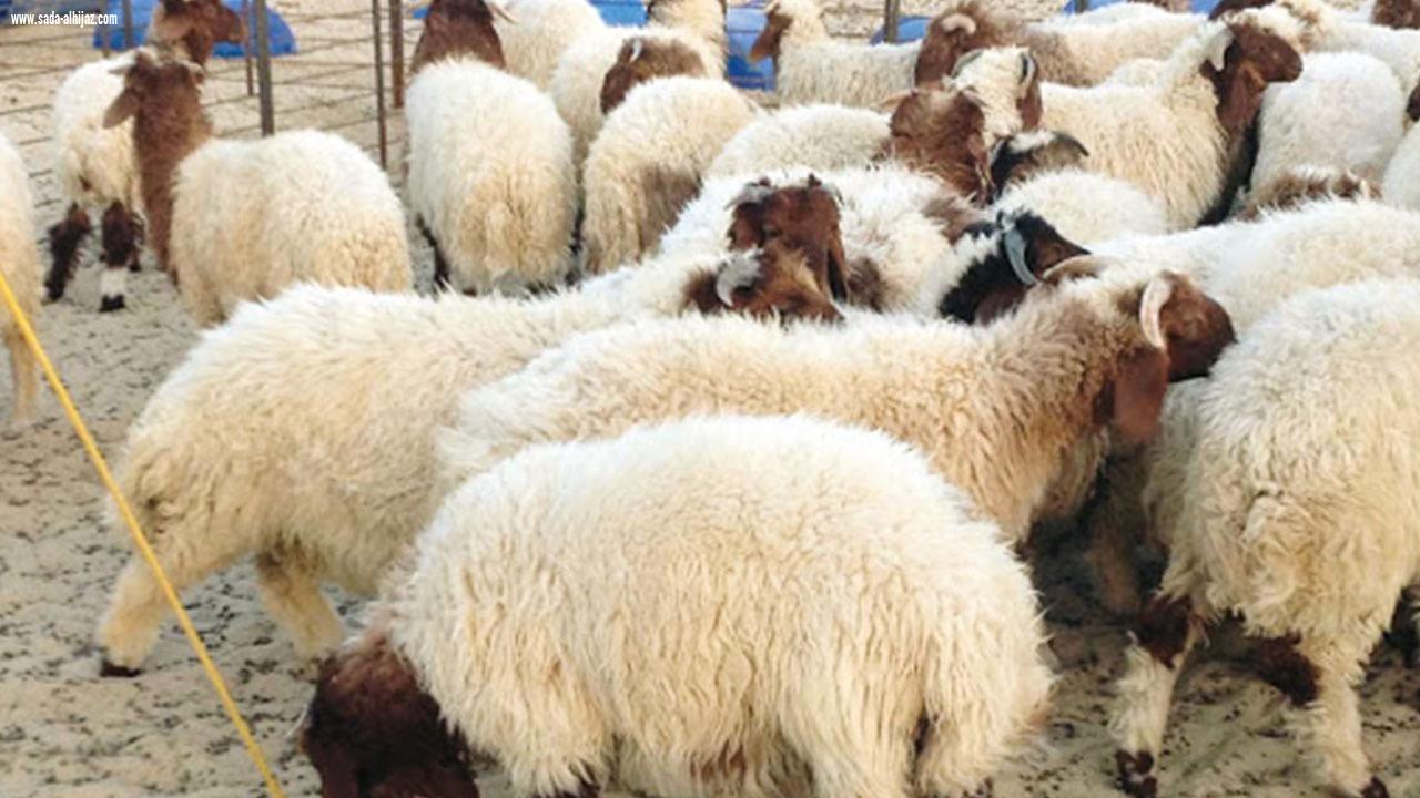 الغذاء والدواء»: لا تطعموا الأضحية قبل ذبحها بـ12 ساعة
