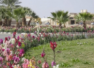 أمانة حائل تزرع مليون زهرة بالميادين وأمينها نؤمن بأهمية الرقعة الخضراء