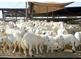 لتلبية الاحتياجات من الأضاحي .. ميناء جدة يستقبل 63 ألف رأس من الماشية