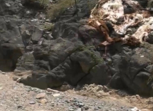 أمانة محافظة الطائف ترصد 22 حالة ذبح عشوائي