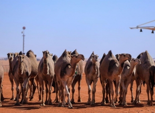 منقية نايف الراجحي تحقق المركز الأول في مهرجان  الملك عبدالعزيز لمزايين الأبل 