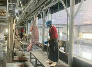 مسالخ مكة تستعد لموسم الحج