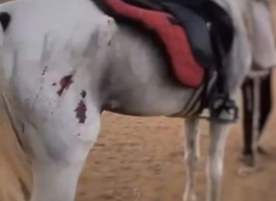 القبض على معتدي الخيل بجده