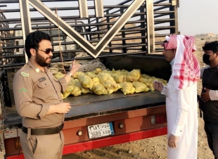بلدية الدرب تضبط بائع متجول وتصادر 54 كيلو جرام من البطاط الفاسد 