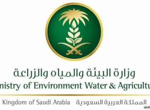 البيئة استيراد وتجميع 135 موردًا وراثيًا من الأقماح المحلية تمهيدًا لزراعتها بمختلف مناطق المملكة