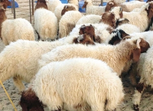 الغذاء والدواء»: لا تطعموا الأضحية قبل ذبحها بـ12 ساعة