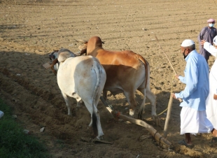 اجتماعي الجعدية يطلق مهرجان سنابل الخير 3 للخضير على ضفاف وادي الخمس