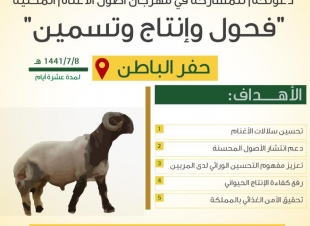 البيئة تستهدف رفع كفاءة الإنتاج الحيواني بمهرجان أصول الأغنام المحلية بحفر الباطن